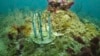 FILE - This July 26, 2023, image provided by phade® by WinCup, Inc., shows a 'Coral Fort,' made of biodegradable drinking straws off the coast of Fort Lauderdale, Fla.