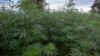FILE - Industrial cannabis crop belonging to Zakeyu Matumba, an industrial cannabis farmer and Chairman of Tilitonse Crop Production Cooperative, is grown in a field at Nambuma Township in Dowa District, central Malawi, April 8, 2022. 