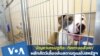 Thumbnail America’s animal shelters are overcrowded 
