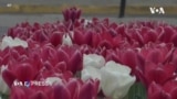 Liệu pháp tinh thần: Ngắm hoa tulip giữa thời bom đạn 