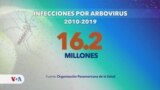 Wolbachia: la alternativa responsable contra los arbovirus