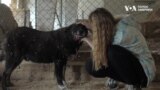 Як живуть врятовані з Авдіївки та інших зон бойових дій тварини у Гостомелі. Відео