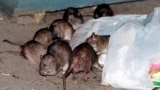 نیویارک میں چوہوں کو برتھ کنٹرول دینے کا منصوبہ، فائل فوٹو