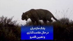 پلنگ مازندران در حال علامت‌گذاری و تعیین قلمرو
