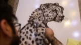 Iraqi barber, Hussein Falih, 31, crafts an artwork of a tiger using his clients hair, at his shop in Baghdad, Iraq, May 8, 2024.