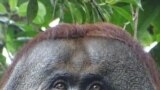 Temuan Baru Ilmuwan: Orangutan Obati Lukanya Sendiri dengan Tanaman