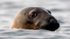 FILE - A gray seal swims in Casco Bay, off Portland, Maine, Sept. 15, 2020. 