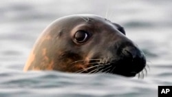 FILE - A gray seal swims in Casco Bay, off Portland, Maine, Sept. 15, 2020. 