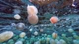 Cannonball jellyfish (Stomolophus meleagris) are pictured off the coast of Chuao, Aragua State, Venezuela, April 5, 2024.
