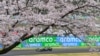 Mercedes' British driver Lewis Hamilton drives while seen past cherry blossom trees during the second practice session ahead of the Formula One Japanese Grand Prix race at the Suzuka circuit in Suzuka, Mie prefecture.