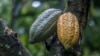 Cocoa Prices Triple in One Year as Climate Change Hits Crops
