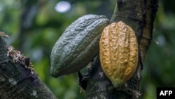 FILE - Cocoa pods grow at a farm in Mampong, Ghana, on June 14, 2019. Flooding in December 2023 and heatwaves in early 2024 hit Ghana and Ivory Coast farmers hard and contributed to the price of cocoa tripling.
