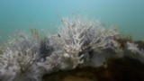 Bleached coral is seen in a reef at the Costa dos Corais in Japaratinga in the state of Alagoas, Brazil, April 16, 2024. 