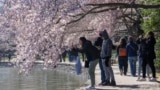 FILE - People take photographs of cherry blossom trees that have begun to bloom, Monday, March 20, 2023, along the tidal basin in Washington, on the first day of the National Cherry Blossom Festival. (AP Photo/Jacquelyn Martin)