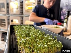 Участница Межзвездной лаборатории НАСА занимается выращиванием ростков редиса в рамках второго этапа конкурса Deep Space Food Challenge, который завершился 19 мая 2023 года в Нью-Йорке