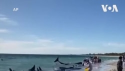 西澳數十頭鯨魚擱淺 當局與義工正努力營救