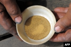 A photo taken on January 13, 2011, shows a Cambodian man showing gold after a process at the O'Clor village in Mondulkiri province, some 550 kilometers northeast of Phnom Penh.