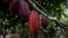 Chocolate Lovers, African Cocoa Farmers Pay Price as Big Brands See Profits 