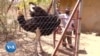 Un refuge pour animaux sauvages aux portes de Ouagadougou