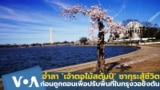 Thumb stumpy-the-cherry-last-bloom-receive-tourists-attention