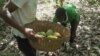 Des agriculteurs du Ghana récupèrent des fèves de cacao mûres.