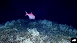 (FILE) Scientists have mapped the largest coral reef deep in the ocean, off the U.S. Atlantic Coast.