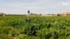 طالبان در بازاریابی محصولات زراعتی ما را حمایت نمی‌کند- دهقانان