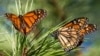 Monarch Butterflies on New Endangered List