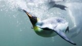 FILE - A king penguin swims in a pool at the zoo in Zurich August 15, 2012. (REUTERS/Michael Buholzer/File Photo)