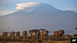 រូប​ឯកសារ៖ ហ្វូង​ដំរី​ដើរ​នៅ​ក្បែរ​ភ្នំ Kilimanjaro នៅ​ព្រឹកព្រលឹម​ថ្ងៃ​ទី​១៧ ខែ​ធ្នូ ឆ្នាំ​២០១២។
