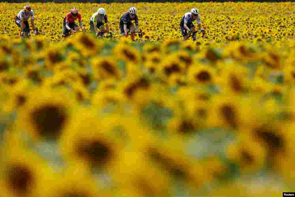 Riders race through a field of sunflowers during Stage 19 of the Tour de France, from Castelnau-Magnoac to Cahors.