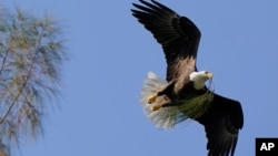 FILE - A bald eagle brings pine needles to a nest it is building, Dec. 10, 2021, in Pembroke Pines, Fla. Recovery of some vulnerable species through restoration efforts has made comebacks more difficult for others in peril. (AP Photo/Wilfredo Lee, File)
