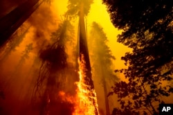FILE - In this Sept. 19, 2021, photo, flames burn a tree during the Windy fire in the Trail of 100 Giants grove in Sequoia National Forest, California. (AP Photo/Noah Berger, File, File)