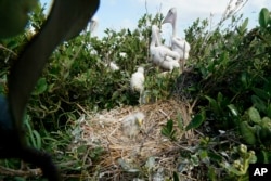 A baby egret sits in a nest next to baby brown pelicans on Raccoon Island, a Gulf of Mexico barrier island that is a nesting ground for brown pelicans, terns, seagulls and other birds, in Chauvin, La., Tuesday, May 17, 2022. (AP Photo/Gerald Herbert)
