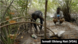 Yan Penda (à g.) et un compagnon de chasse posent des pièges à crabes dans les mangroves du Cap Esterias, au nord de Libreville, au Gabon.