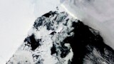 This satellite image provided by NASA, Aqua MODIS 21 on March 2022 shows the two pieces of C-38 (A and B icebergs) next to the main piece of C-37 at the top. East Antarctica, an area that had long been thought to be stable, recently collapsed.(Dr. Shuman, UMBC/NASA)
