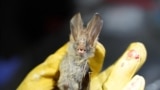 A researcher from the Institut Pasteur du Cambodge holds a bat captured at Chhngauk Hill in Thala Borivat District, Steung Treng Province Cambodia, August 30, 2021. Picture taken August 30, 2021. (REUTERS/Cindy Liu)