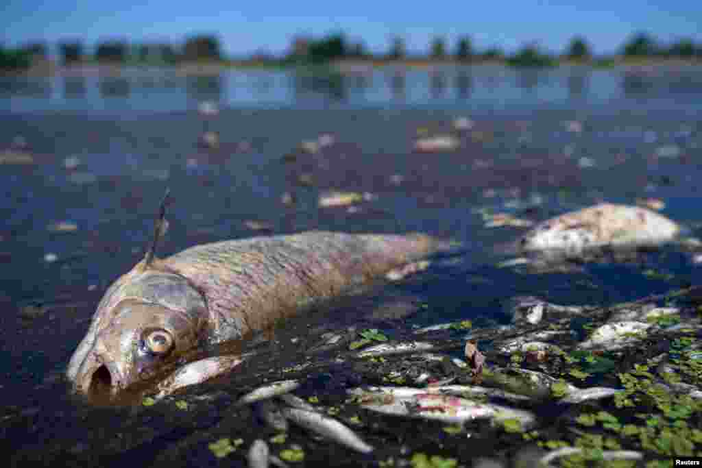 Dead fish lie on the banks of the Oder River along the German-Polish border, in Brieskow-Finkenheerd, Frankfurt , Germany. Authorities are looking into the cause of the mysterious fish deaths.