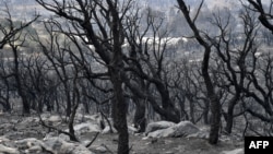 Charred trees are pictured on the outskirts of the Algerian city of El Taref, Aug. 18, 2022. Algerian firefighters were battling a string of blazes, fanned by drought and a blistering heat wave.