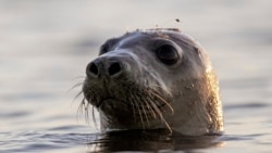 Quiz - Scientists Use Facial Recognition to Study Seals