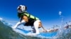 California Dogs Riding The Waves