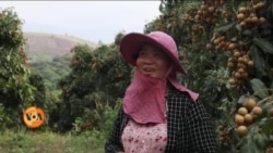 چین: سخت کرونا پالیسی سے پڑوسی ممالک کے کسان متاثر 