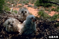 Great horned owl chicks sit in their nest
