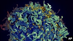 FILE - This colorized electron microscope image made available by the U.S. National Institutes of Health shows a human T cell, indicated in blue, under attack by HIV, in yellow, the virus that causes AIDS. (NIH via AP)