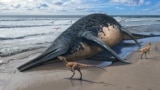FILE - The carcass of a Ichthyotitan severnensis, a newly identified species of marine reptile, lies on a shore in this illustration obtained by Reuters on April 16, 2024. Sergey Krasovskiy/Handout via REUTERS 