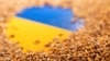(FILE) The Ukrainian flag is covered with grains.