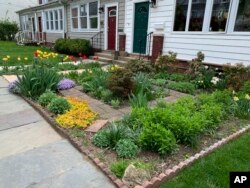 Part of rewilding a garden is reducing the amount of lawn (or grass) and replacing it with beds and borders for native plants. (AP Photo/Julia Rubin)