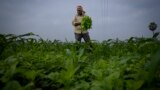 Ratna Raju a farmer who is part of a collective who practice natural farming, harvests spinach at his farm in Pedavuppudu village, Guntur district of southern India's Andhra Pradesh state, Monday, Feb. 12, 2024. (AP Photo/Altaf Qadri)