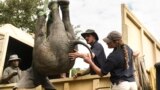 An elephant is lifted into a vehicle in southern Malawi, July 10, 2022. In Zimbabwe, more than 2,500 wild animals are being moved north. (AP Photo/Thoko Chikondo)