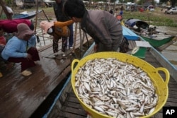 FILE - Cambodians see the weight on a scale at the bank of the Tonle Sap river during the fish harvesting season in Toul Ampil village on the outskirts of Phnom Penh, Cambodia, Monday, Jan. 2, 2023.